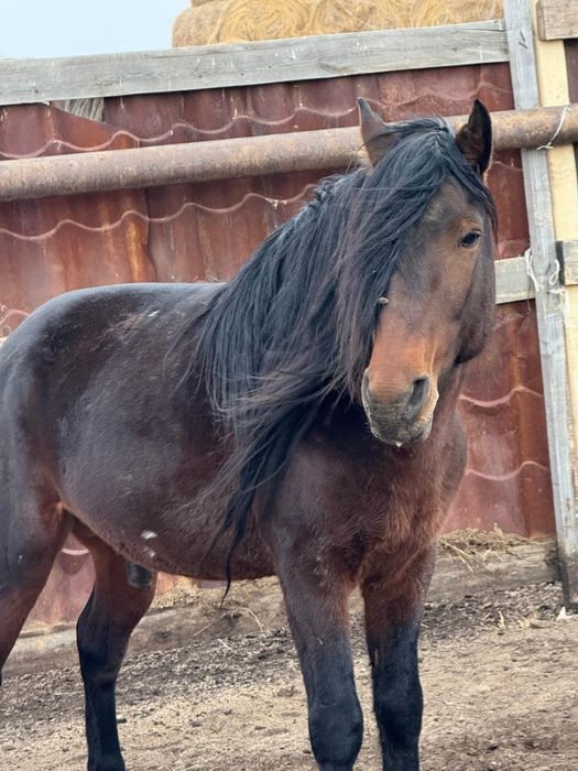 Айғыр сатам. 2018