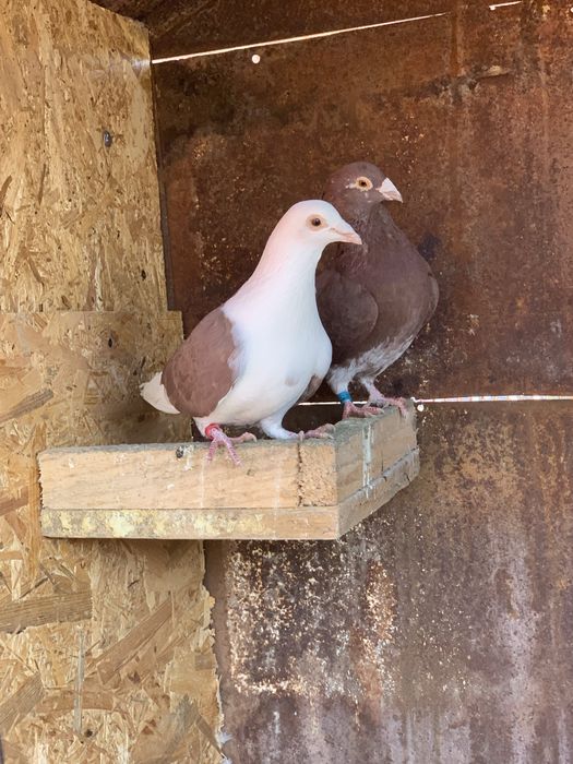 Vand porumbei voiajori