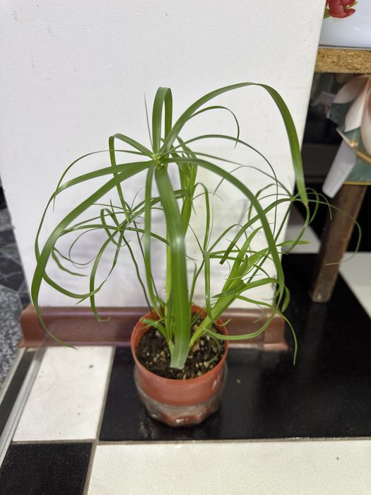 Продам ципериус!