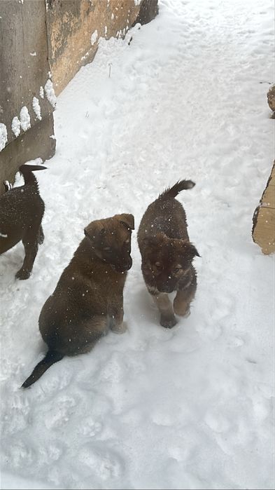 Отдам щенков в добрые руки