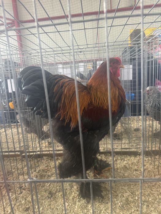 Oua pentru incubat Rasa Brahma Varietatea Potarnichiu