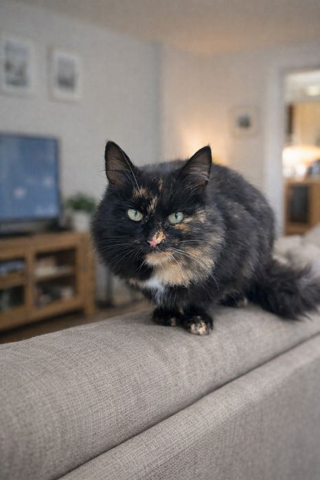 Кошечка 7-8 месяцев