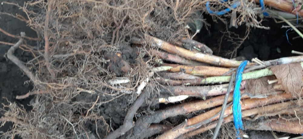 Zmeur , Polka si Glen Ample