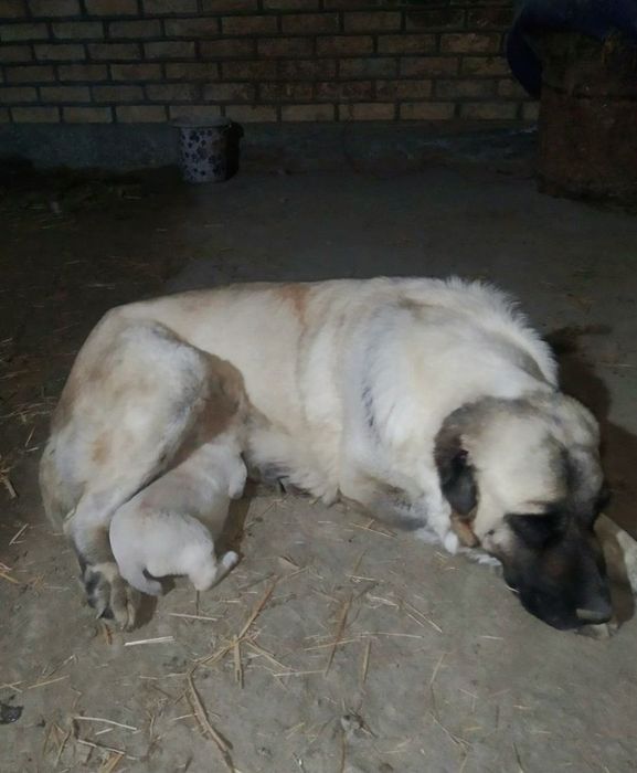 Тоза кангал боласи