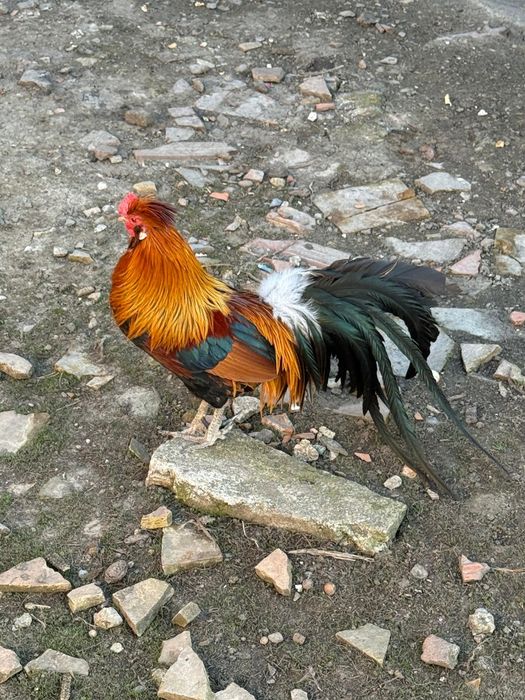 Cocoși Phoenix adulți
