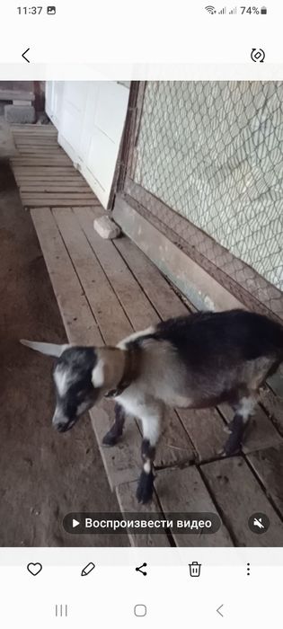 Альпи пиакөк еркек лақ