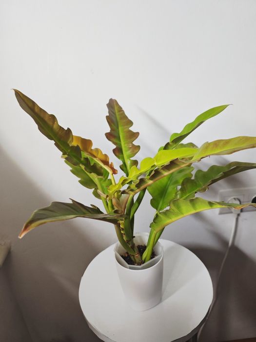 Филодендрон Золотой Дракон