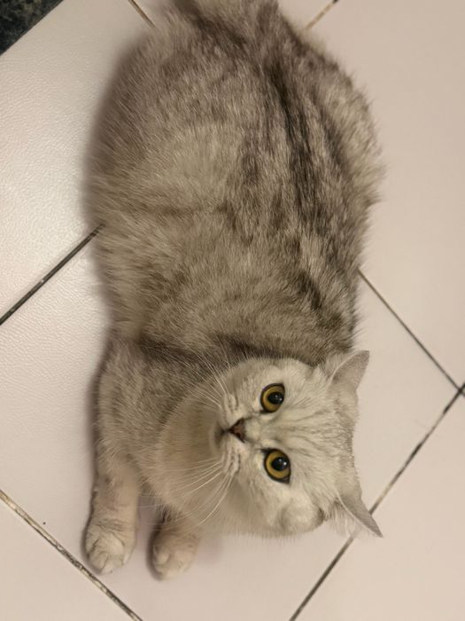 Продам котят В добрые руки