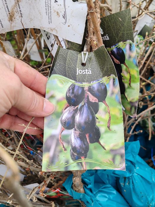 butasi de fructe de padure ambalati si etichetati