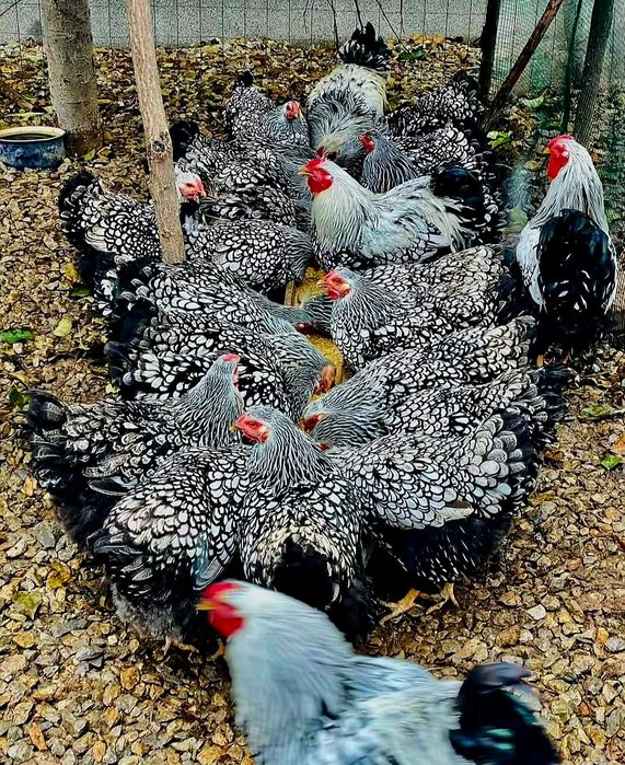 Инкубацыоны яйцо виандот серебро