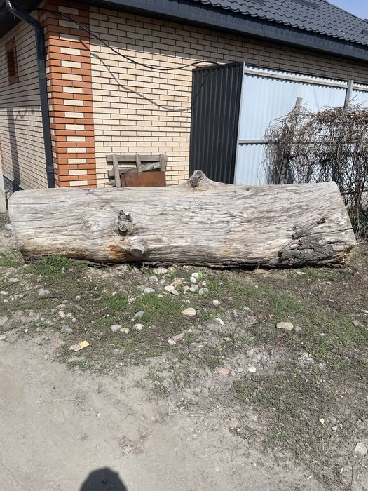 Продам ствол дуба