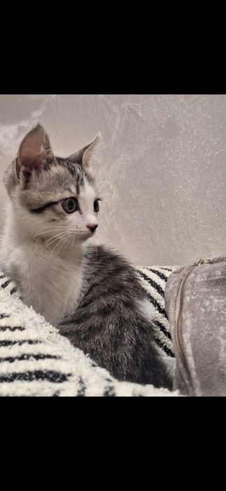 Кошечка бесплатно!