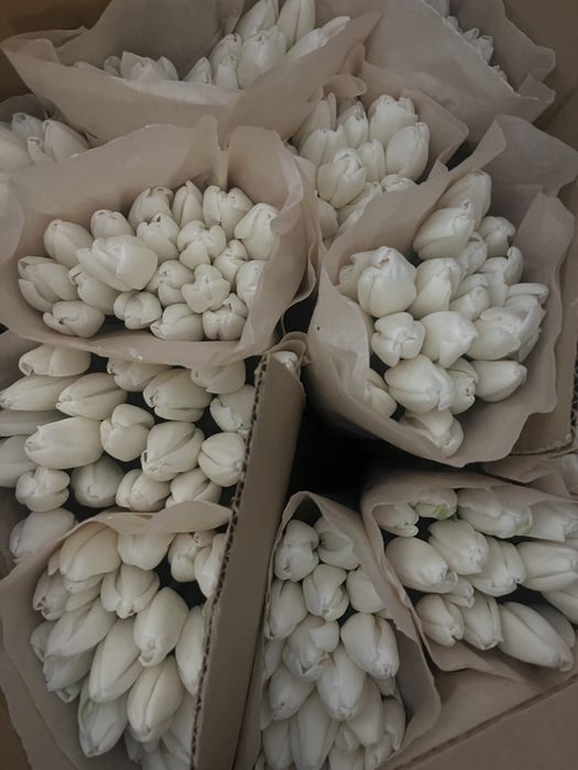 Тюльпаны доставка 7-8 марта