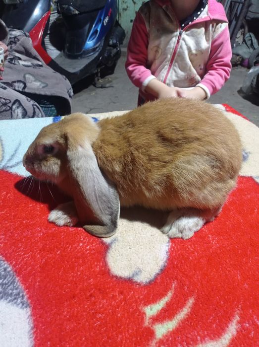 Кролики  французкий баран..