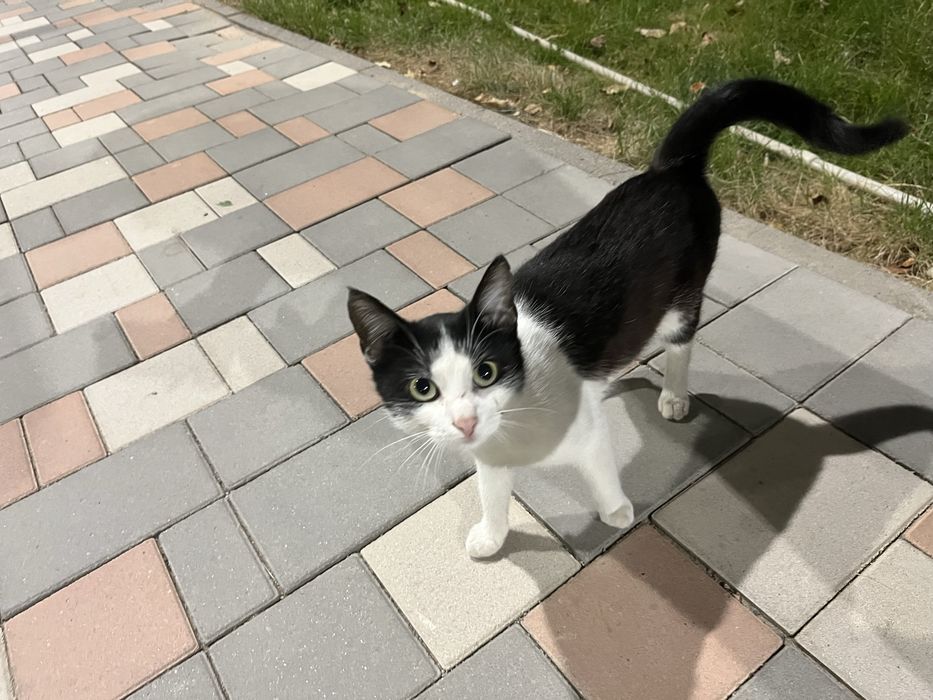 Отдам кошку в добрые руки