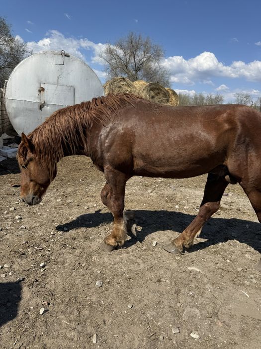 Айғыр сатылады 5 жасар