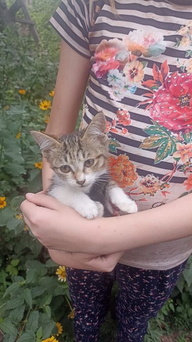 Котята в добрые руки