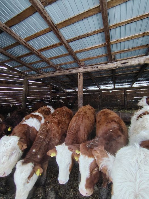 Vând viței bălțați și belgieni