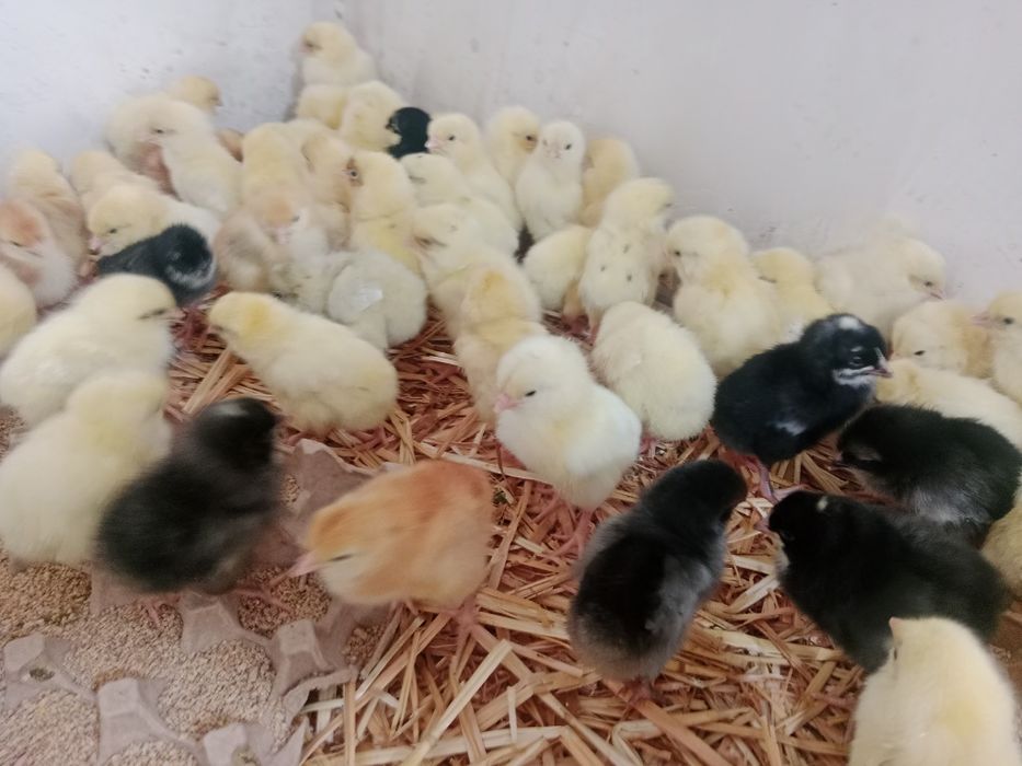 Несушка жужа сотаман 20 мин