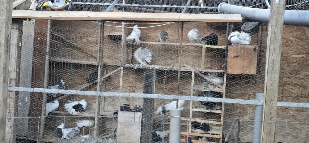 Vand porumbei voiajori si curcanasi