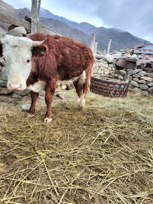 Ақ бас дөнежін сиырлар