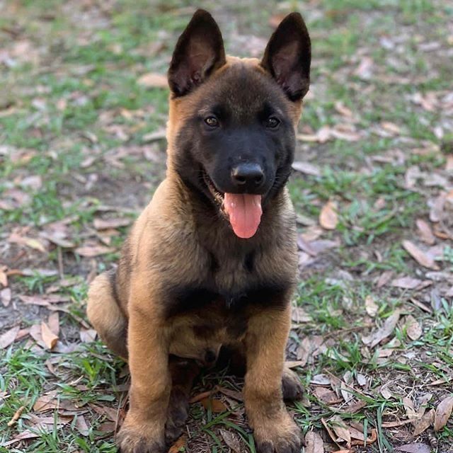 Ciobanesc Belgian Malinois - Mascul / Femela, 8 saptamani, carnet de sanatate