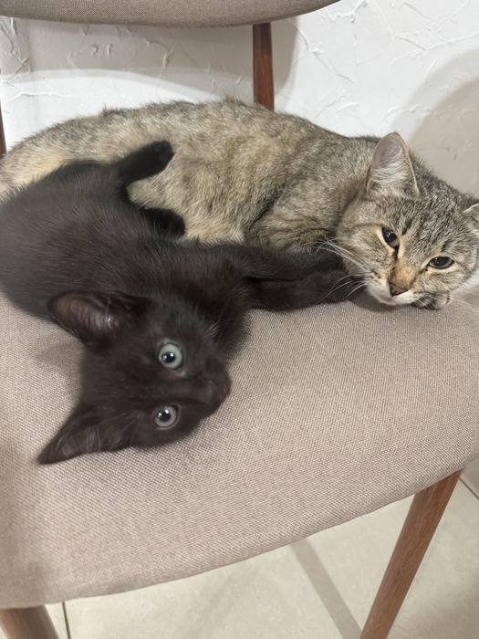 котята 2 месяца отдам в добрые руки