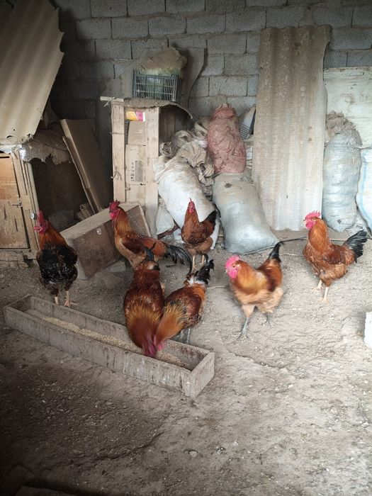 Кучинские петушки