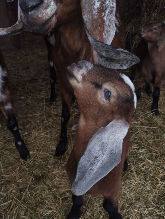 Vând capre Anglo Nubiene