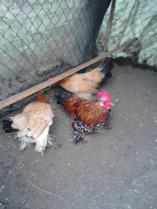 gaini si cocosei pitici mii de flori