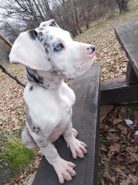 Немски дог с олимпийска кръвна линия