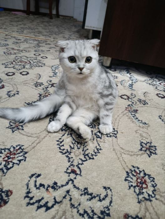 Кошка продажа Scottish Fold