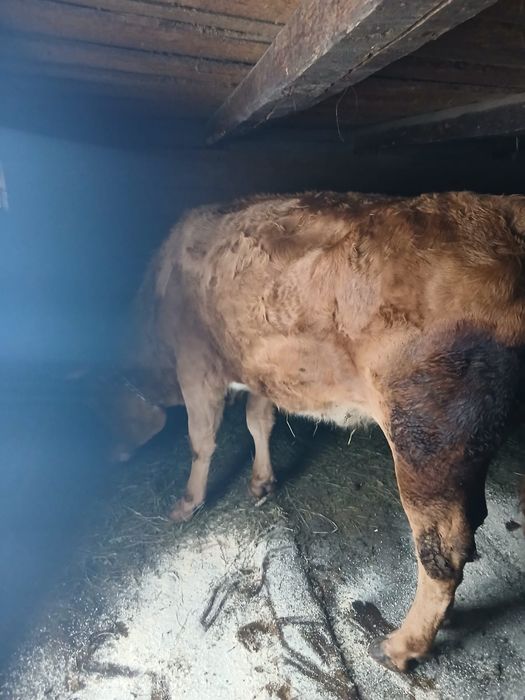 Vând vacă tânără