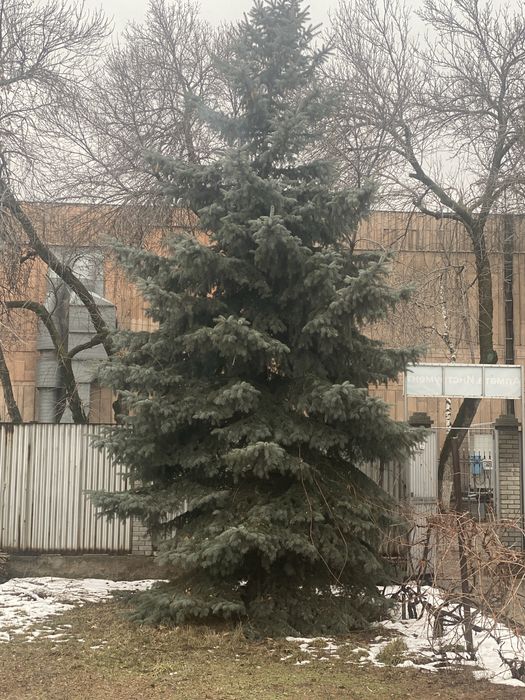 Продается голубая ель