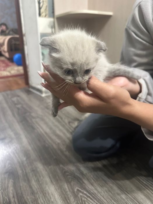 котята породистые