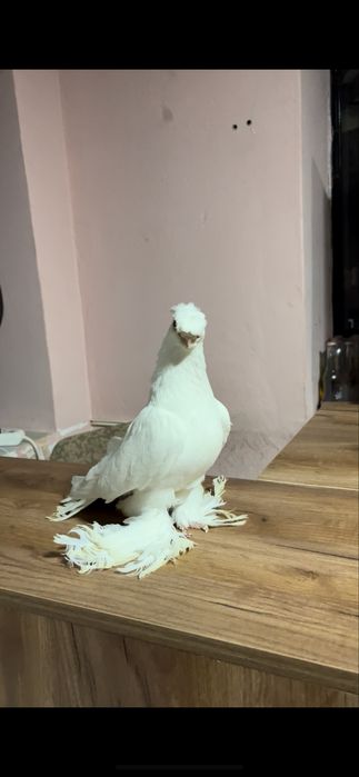 Белый самец голуби