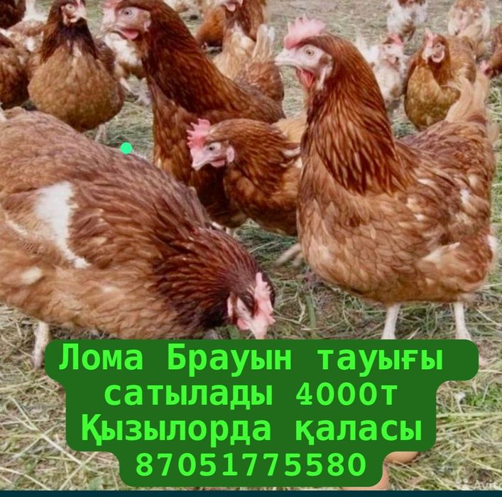 Продам курицу. За штуку 4000тенге