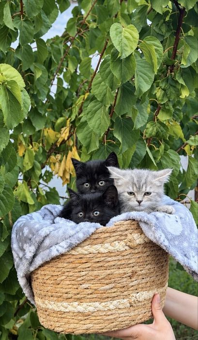 Котята ищут дом