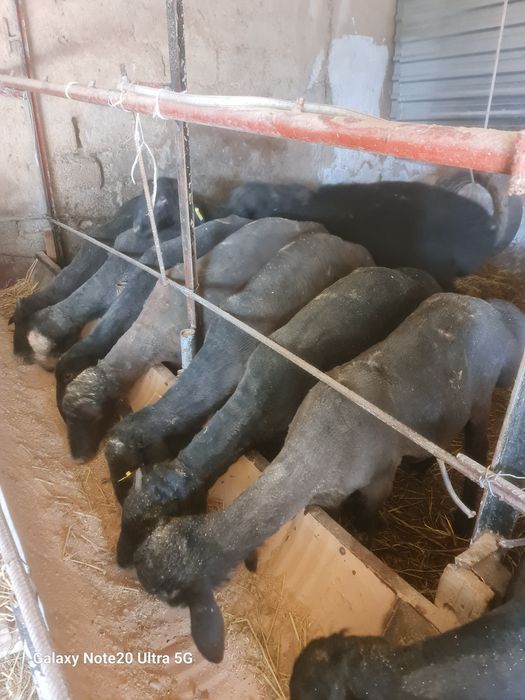 Маросимларга ва гушга куй