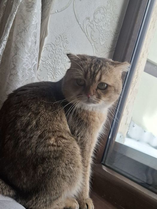 Вязка залатистый британский шиншилла кот