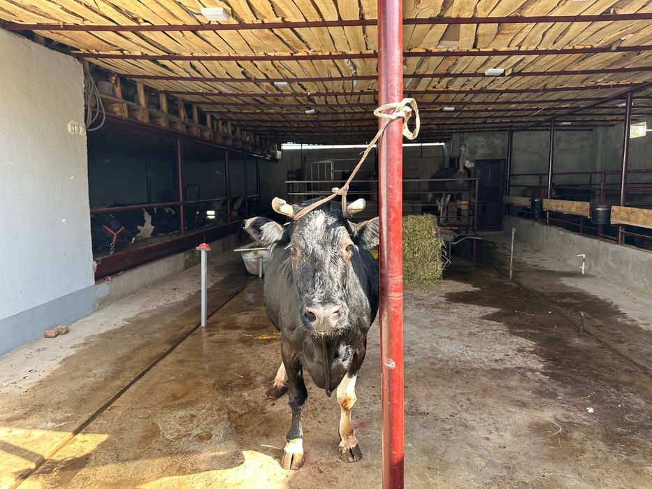 Sigir rossiyski paroda sotiladi