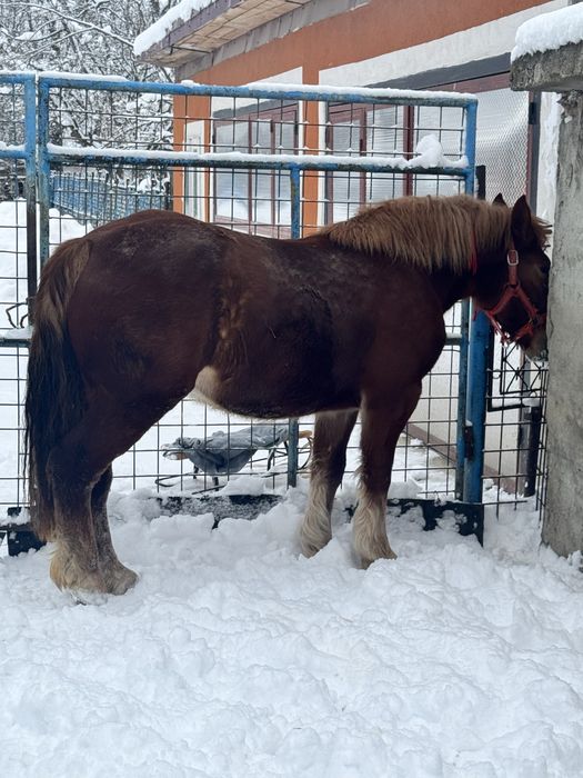 Vand manza de un an jumate