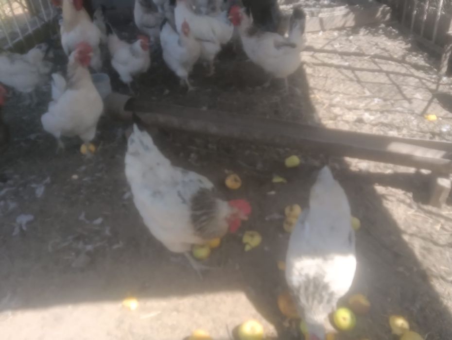 Продам кур и циплят