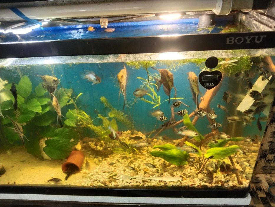 Продам рыбок мальков