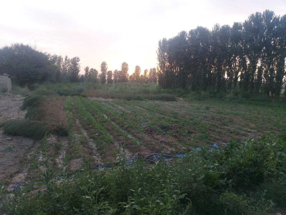 Уй сотилади, катта участка, ховли.