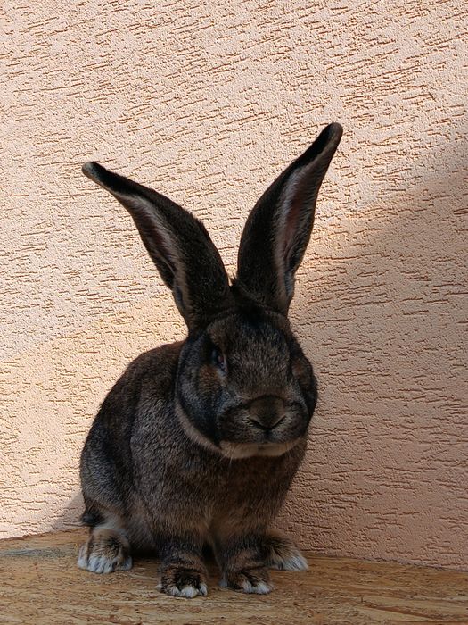 Masculi uriaș german