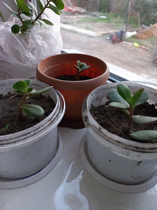 Комнатные цветы отростки