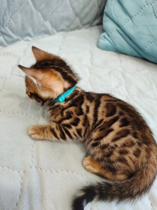 Продам бенгальских котят