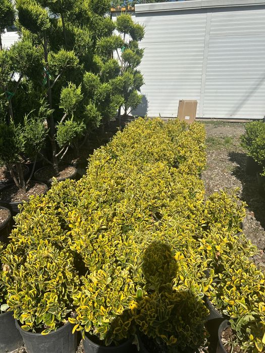 Plante ornamentale de vânzare