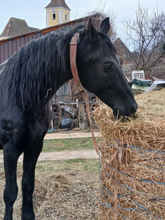Cal de vânzare  jud Sibiu